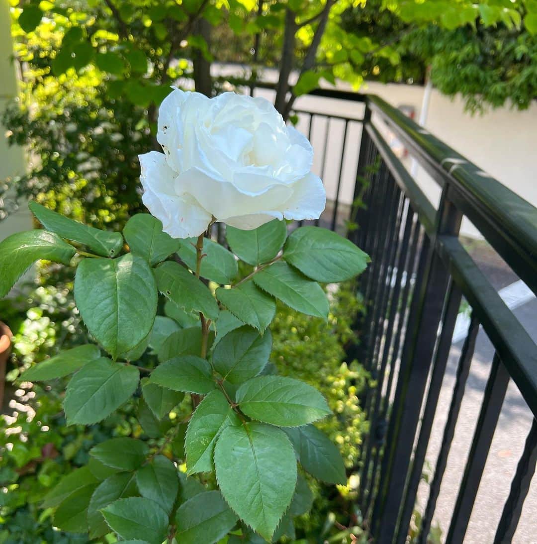 原口篤子さんのインスタグラム写真 - (原口篤子Instagram)「お庭が段々と夏景色　🌺 #mysweethome  #garden」5月5日 13時22分 - atsuko_dualview