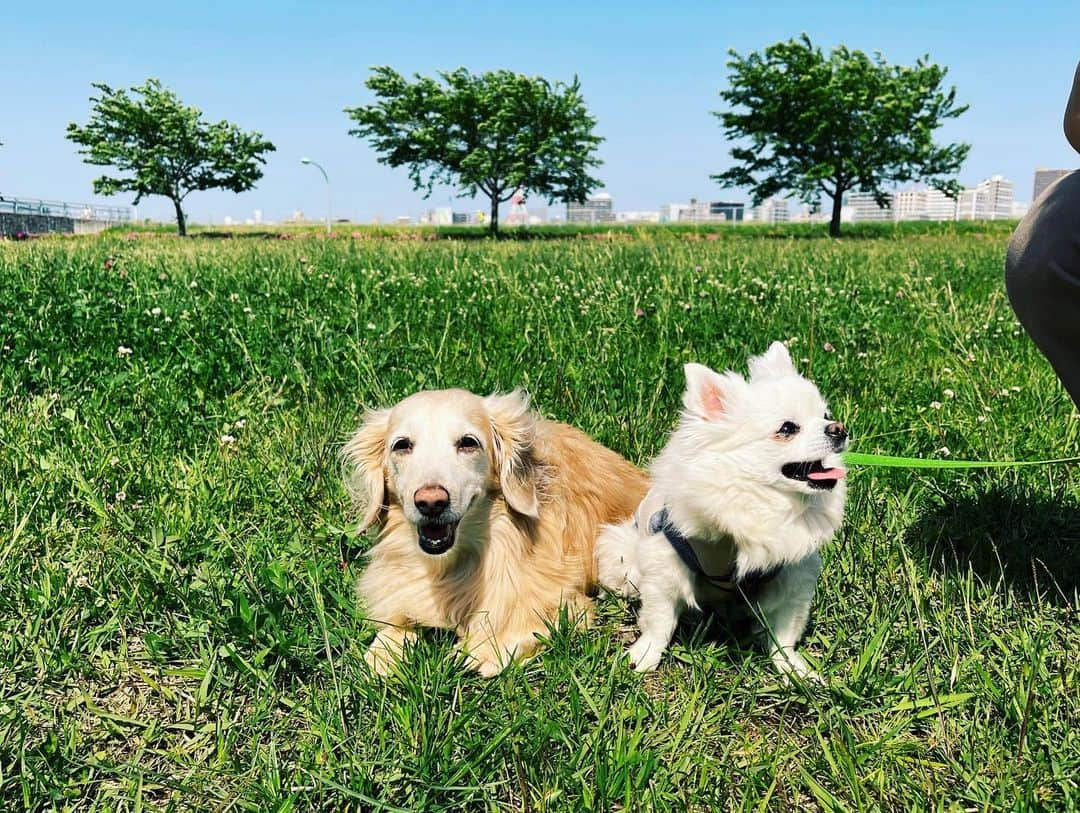 NARA and ABBYさんのインスタグラム写真 - (NARA and ABBYInstagram)「GW後半、家族でピクニック！  レオとマイロが初対面。 仲良く遊んでくれてほっこり♡  2人とも若いから、 元気いっぱい追いかけっこして 楽しそうにしてくれて良かった！  13歳と11歳になった、 うちのおばあ👵🏻👵🏻2人組は、 マイペースにまったりのんびり お散歩楽しんでました。  天気も良く最高の一日でした！ またいこーね！」5月5日 16時10分 - sachi0711