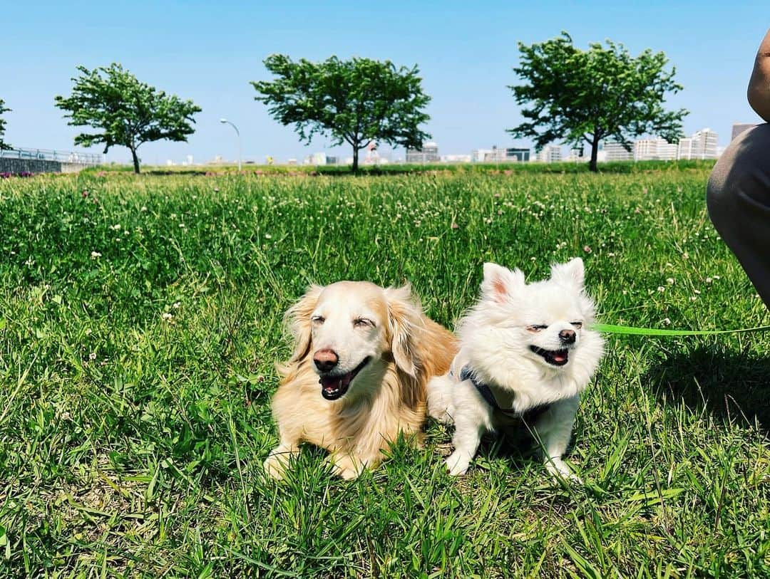 NARA and ABBYさんのインスタグラム写真 - (NARA and ABBYInstagram)「GW後半、家族でピクニック！  レオとマイロが初対面。 仲良く遊んでくれてほっこり♡  2人とも若いから、 元気いっぱい追いかけっこして 楽しそうにしてくれて良かった！  13歳と11歳になった、 うちのおばあ👵🏻👵🏻2人組は、 マイペースにまったりのんびり お散歩楽しんでました。  天気も良く最高の一日でした！ またいこーね！」5月5日 16時10分 - sachi0711