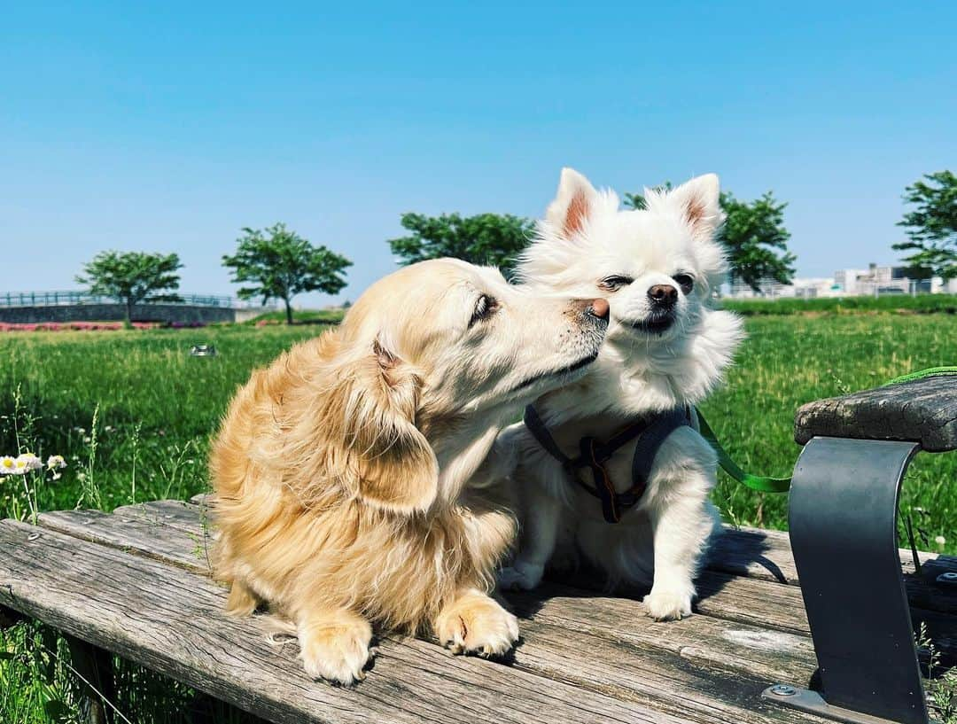 NARA and ABBYさんのインスタグラム写真 - (NARA and ABBYInstagram)「GW後半、家族でピクニック！  レオとマイロが初対面。 仲良く遊んでくれてほっこり♡  2人とも若いから、 元気いっぱい追いかけっこして 楽しそうにしてくれて良かった！  13歳と11歳になった、 うちのおばあ👵🏻👵🏻2人組は、 マイペースにまったりのんびり お散歩楽しんでました。  天気も良く最高の一日でした！ またいこーね！」5月5日 16時10分 - sachi0711