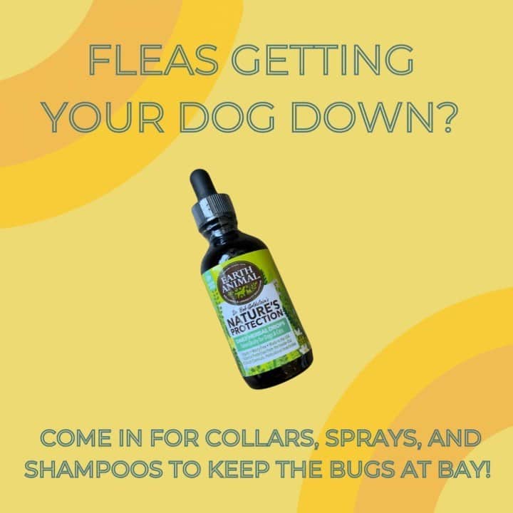 Dogs by Ginaのインスタグラム：「We heard it’s flea and tick season! We have a great variety of sprays, shampoos, and collars in store. Stop by this weekend to check it out!   #vallejo #visitvallejo #dogsofvallejo #vallejodogstore #solanocounty」