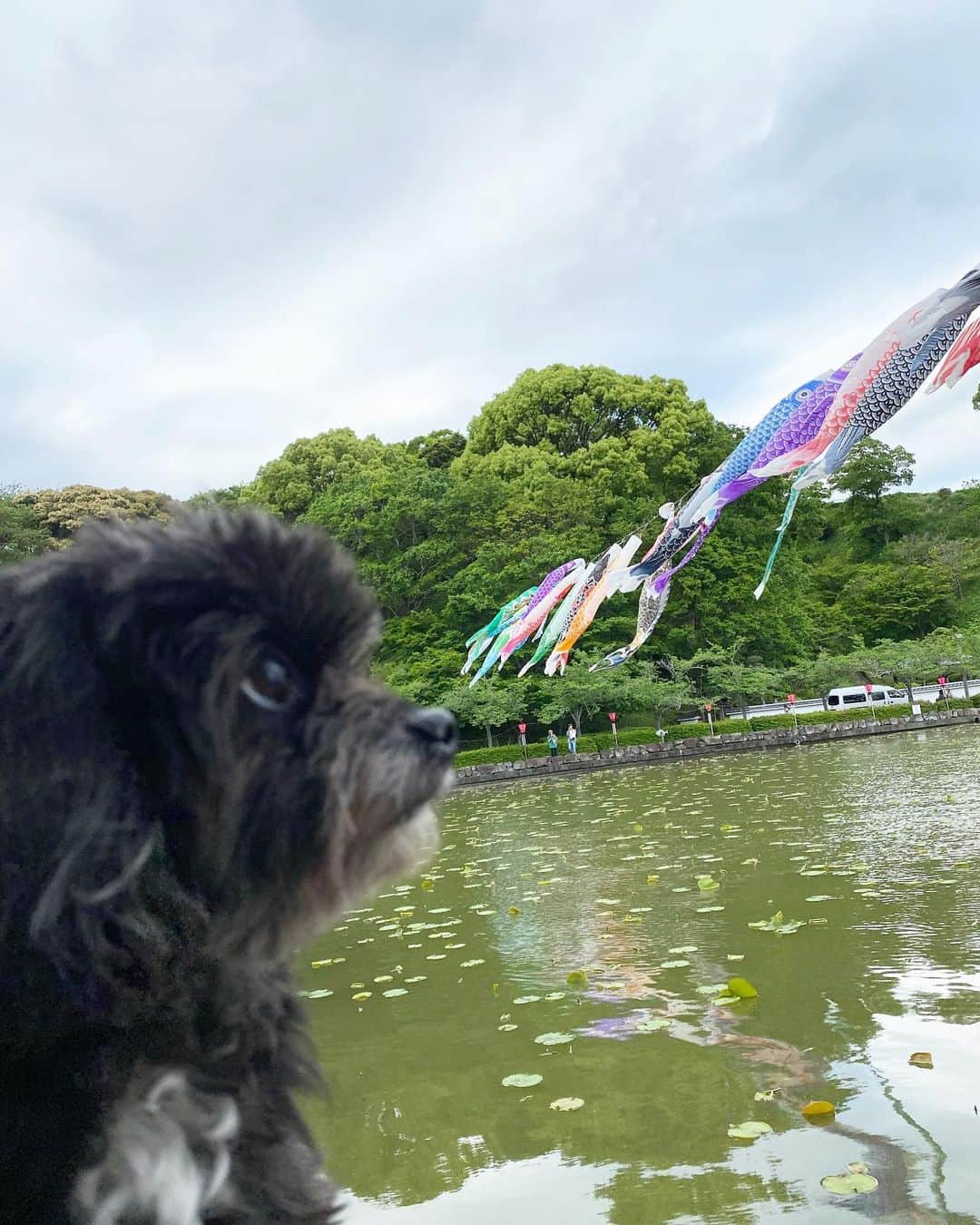 白木優子のインスタグラム：「5月5日 鯉のぼり見てきたよ🎏 ま、僕も泳げるけどね。 #ワンコ #犬 #いぬすたぐらむ  #愛犬 #こいのぼり」