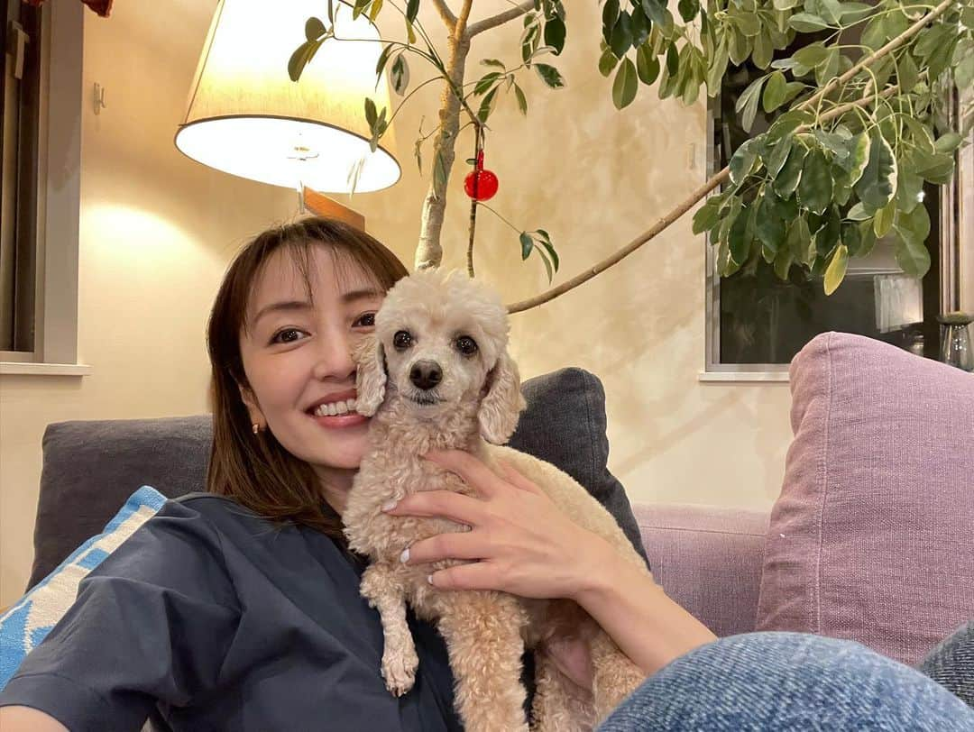 矢田亜希子さんのインスタグラム写真 - (矢田亜希子Instagram)「久しぶりのきなこです💕 #トイプードル#toypoodle #矢田きなこです#羊さんカット#癒し#もなかと喧嘩始まりました#姉妹犬#相変わらず仲悪い」5月5日 21時50分 - akiko_yada