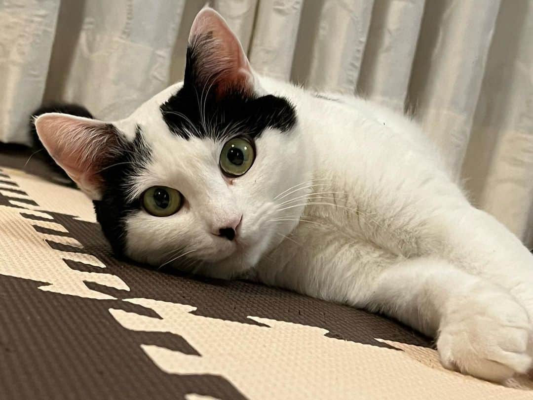 山口治樹さんのインスタグラム写真 - (山口治樹Instagram)「2022/5/6 #ねこ #ネコ #猫」5月6日 0時38分 - delpieroyh