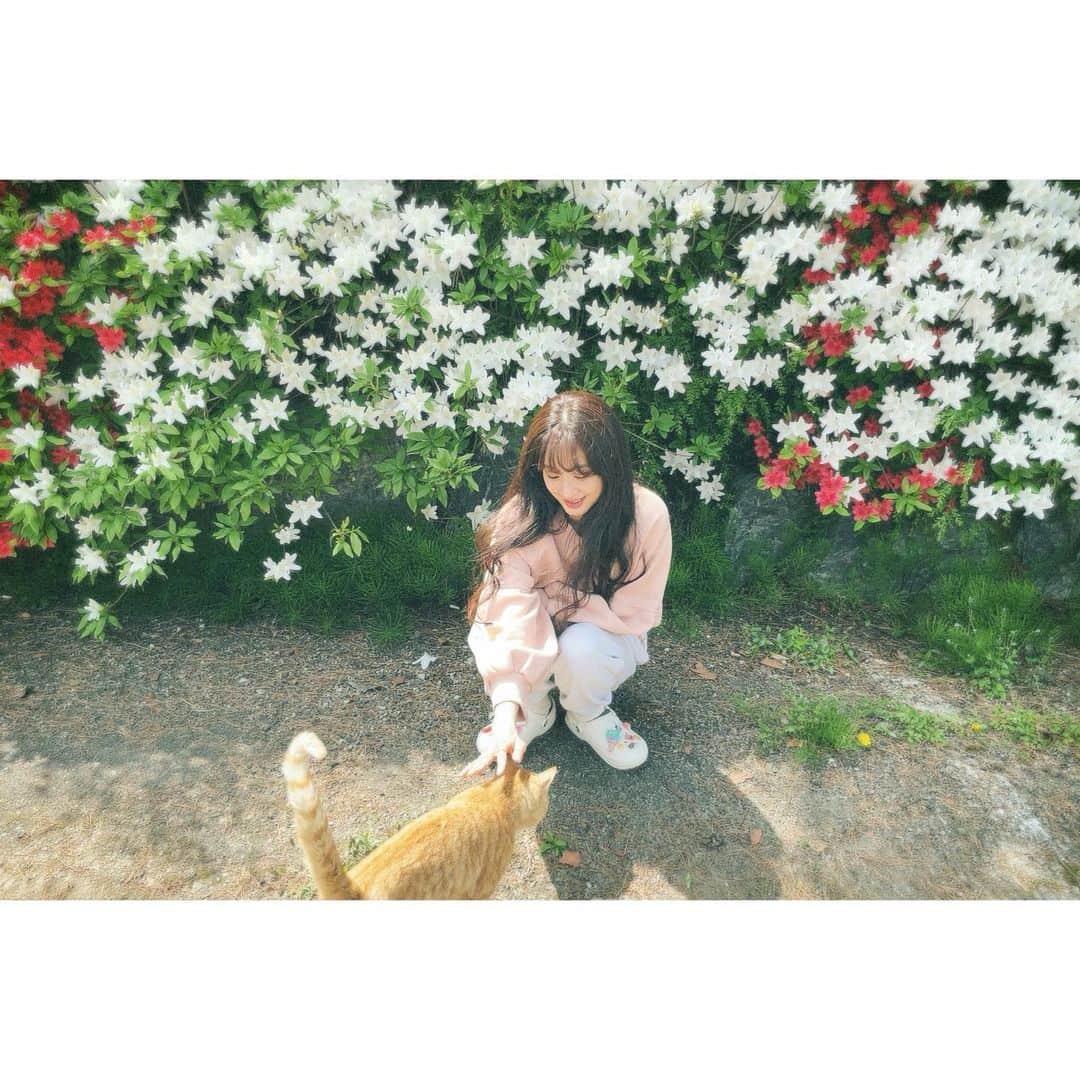 チョン・リョウォンのインスタグラム：「. 아니 사진찍는데 난데없이 길냥이 등장 몸뒤집는 길냥이 처음봄🤎🐈🐈 #마지막냥이사진심쿵주의」