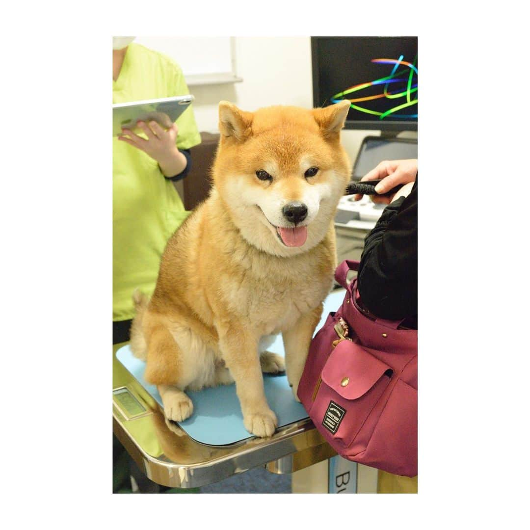 Ryujiさんのインスタグラム写真 - (RyujiInstagram)「Good afternoon.😄 Wife asked me to go to the coffee shop, so when I followed her.🏃‍♀️🐕🎶 Oh❗️ She deceived me and took me to the vets again❗️😱 This time it was an X-ray examination. As a result, there is no big problem.👏 Vets did their best and completed the test without anesthesia, so I walked home energetically.😚✌️ ごきげんよう🍞 ヨメにコーヒーショップ行こうって言われたから、付いてったんだ〜🏃‍♀️🐕🎶 そしたらなんと❗️ ヨメってばぼくを騙して、また獣医に連れてったんだ❗️😱 今回はレントゲン検査だって 結果、大きな問題はなし👏 獣医さんたちが決死の覚悟でがんばってくれて麻酔なしで検査できちゃったから、帰りはるんるん歩いて帰れました〜😚✌️ #焼き上がってんなあ#ミートパイ#まな板の上の鯉状態#騙された#喫茶店誘うフリして詐欺#あるある#用事思い出したので帰ります#だめです#腹括ってください#がんばったのは獣医さんだけ#犬の検査疲れで飼い主が寝込むやつ#pancakes#macho#vets#omg#😱#nakedgeneral#goodafternoon#ごきげんよう」5月6日 12時44分 - ryuji513