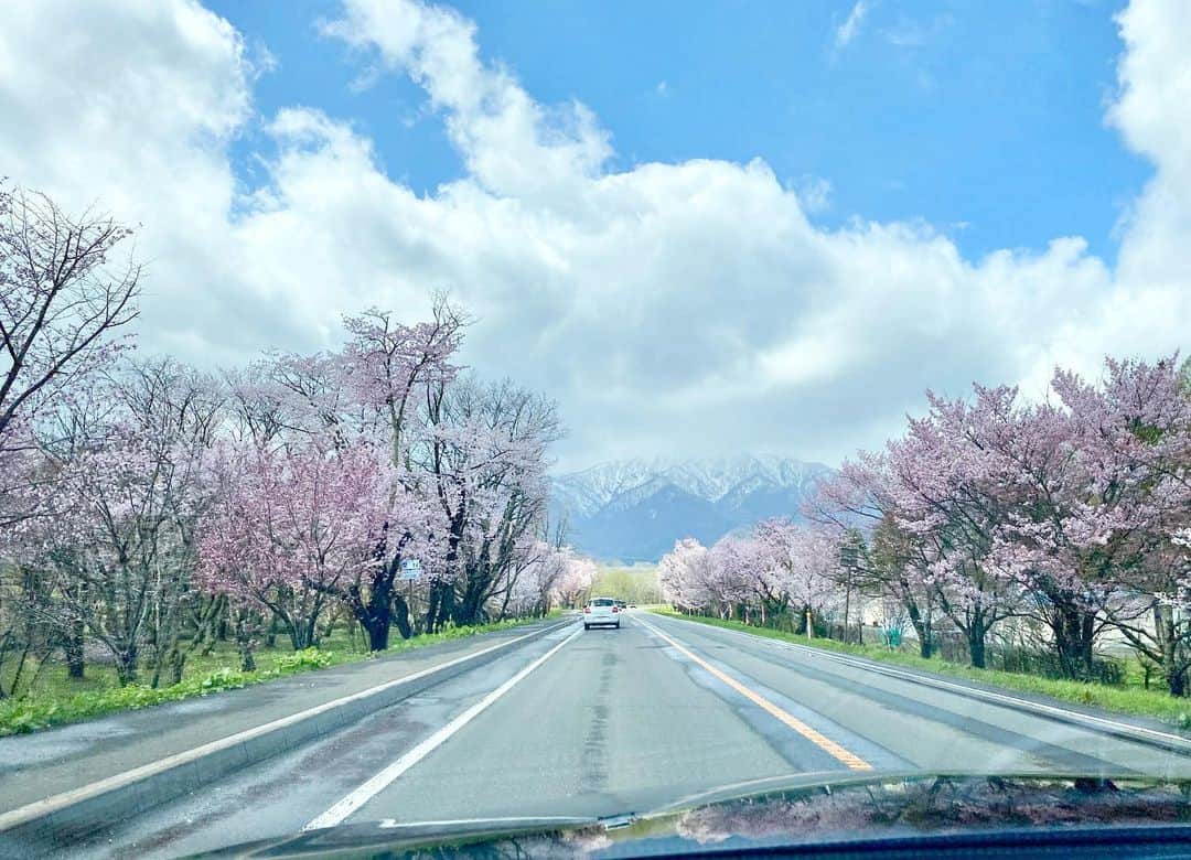 江川清音のインスタグラム：「⁡ 富良野に行ってきました🚗 ³₃ 桜が綺麗で路肩に車を停めて撮影している方もちらほら🌸  山ではまだ雪も残っていました⛄️  ⁡ #札幌 #富良野 #桜 #青空 #アンパンマンショップ #桜のあるくらし」