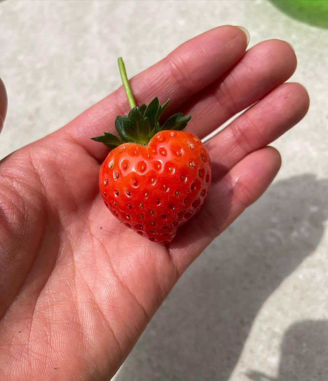 山口もえさんのインスタグラム写真 - (山口もえInstagram)「・  家庭菜園の楽しい季節🌱✨ タカさんがわが家に遊びに来てくれました！！ タカさんと4歳児と家庭菜園のお手入れを イチゴがハート型だったよ🥰  #深町貴子 さん #久々にお逢いできてうれしす♡♡♡ #家庭菜園#プランター菜園 #🍓#ハート」5月6日 16時57分 - moe_yamaguchi0611