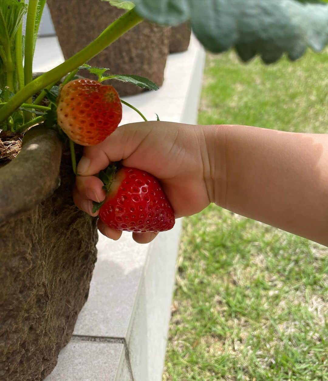 山口もえさんのインスタグラム写真 - (山口もえInstagram)「・  家庭菜園の楽しい季節🌱✨ タカさんがわが家に遊びに来てくれました！！ タカさんと4歳児と家庭菜園のお手入れを イチゴがハート型だったよ🥰  #深町貴子 さん #久々にお逢いできてうれしす♡♡♡ #家庭菜園#プランター菜園 #🍓#ハート」5月6日 16時57分 - moe_yamaguchi0611