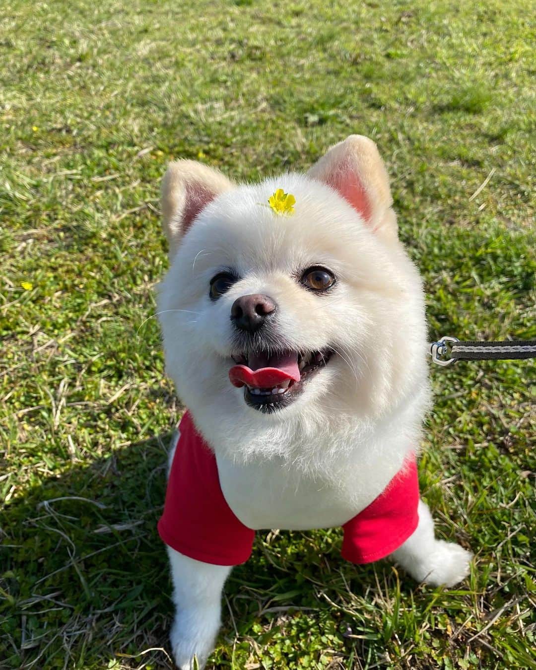 逢沢りなのインスタグラム：「しんちゃんと公園へ🐕🍃 いい笑顔でしょう🥺 たくさん歩いたあと帰りの車の中では爆睡なしんちゃん😪子供みたいです😂」