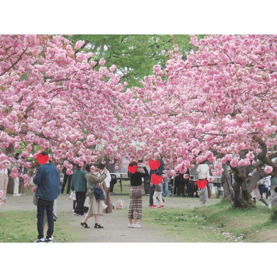 林美沙希さんのインスタグラム写真 - (林美沙希Instagram)「. 好きな景色はありますか？  数年前に取材させて頂いた、 青森県にある弘前公園の樹木医さんに桜の写真をお裾分けしてもらいました🌸🌸 桜で出来たハート。そして関山という桜が満開になったそうです！ ボリュームがあってとても華やか。  毎年チャンスを伺っているのですがなかなかタイミングが合わず🥲 また訪れたいなと思う場所です。  #弘前公園 #桜 #ハート #関山 #青森県 #好きな景色」5月6日 19時31分 - misaki0hayashi