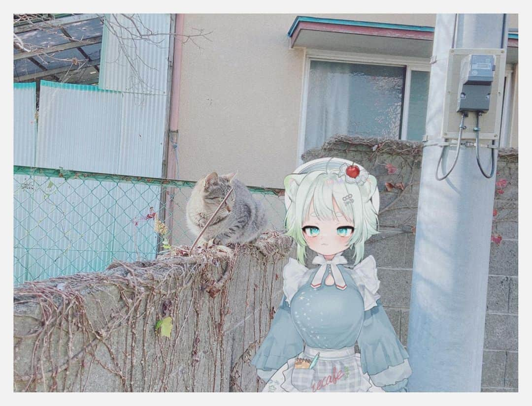 根本凪のインスタグラム：「お散歩中、 ネチコヤンに遭遇  #vtuber  #根本凪 #新人vtuber  #猫 #写真」