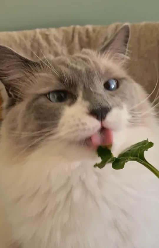 Princess Auroraのインスタグラム：「Levi tastes spinach for the first time. 😹🌱  Do you love his ferocious bites? Like a little snapping turtle. 🐢   . .  #cats #catsofinstagram #cats_of_instagram #catlove #funny #funnycat #ragdoll #ragdollcat #ragdollsofinstagram #fluffycat #meowstagram #meow #meowed #ilovemypet #instacat #sverige #aurorapurr #littlelevi #purr #spinach #cutepetclub #cuteanimals」