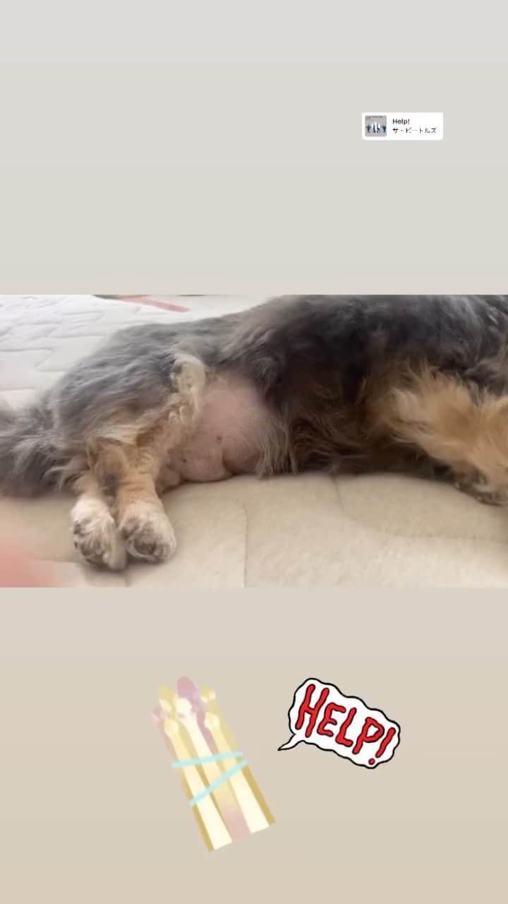 Yukiのインスタグラム：「Help‼️ #みんな大好きアスパラネタ #好評だったのでリールにも」