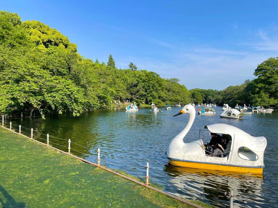 のインスタグラム：「🦢 . 青空に白鳥🚤💕 大量発生してるのを 優雅に眺める休日も良き☺️ . #お散歩 #公園 #井の頭公園 #白鳥ボート」