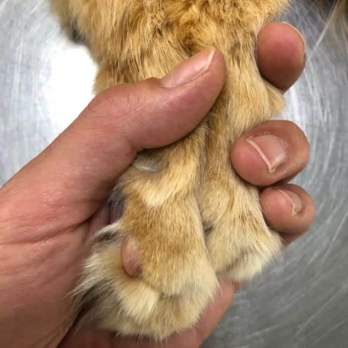Homer Le Miaou & Nugget La Nugのインスタグラム：「6 mai 2022, 10h35.  Vole, vole, mon amour Puisque le nôtre est trop lourd Puisque rien ne te soulage Vole à ton dernier voyage Vole, vole petite flamme Vole mon ange, mon âme  💔」