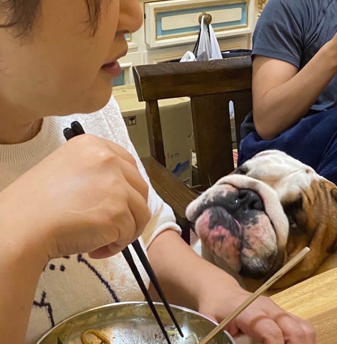 のインスタグラム：「何食べてるの⁉️ 見せて、見せて🐶  毎日、何食べてるのか⁉️ 覗きます🫣  そして…下には、何か落ちてこないかと😅 待機する子達🐶🐶  お母さんは、これ食べてるのよ〜❤️  #本日の夕食  #人間のご飯に興味津々  #愛犬  #ブルドック  #フレンチブルドッグ」