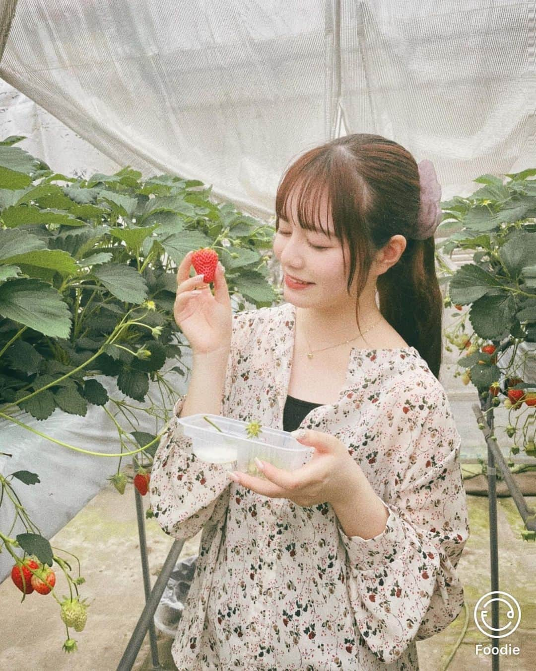 石川涼楓さんのインスタグラム写真 - (石川涼楓Instagram)「いちご狩り〜🍓 いちご狩り行ったの初めてだったのです！  写真はFoodie @foodieapp.jp で加工しました‼︎ GWの加工したい写真たくさんあるけどすぐにできたー！ レシピはgreen film使ったよ☺︎ ノーマルの写真が思い出の写真の1つっぽくなって素敵👼🏻  #フーディーカメラ #フーディーレシピ　#foodiepr」5月8日 19時54分 - suzuka__0510