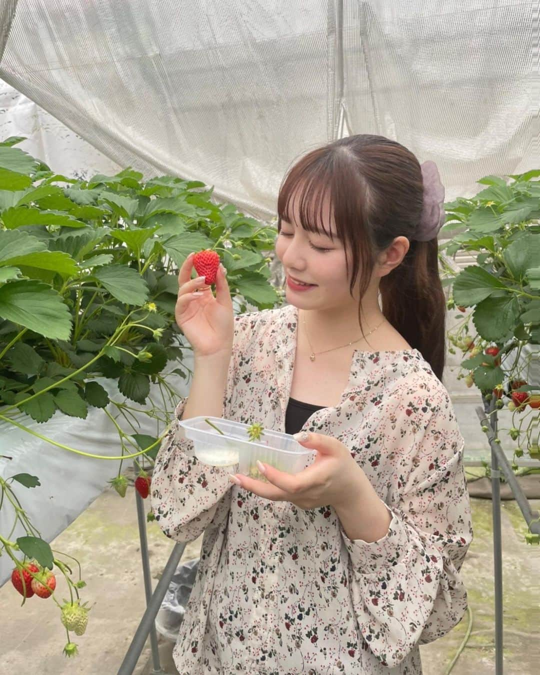 石川涼楓さんのインスタグラム写真 - (石川涼楓Instagram)「いちご狩り〜🍓 いちご狩り行ったの初めてだったのです！  写真はFoodie @foodieapp.jp で加工しました‼︎ GWの加工したい写真たくさんあるけどすぐにできたー！ レシピはgreen film使ったよ☺︎ ノーマルの写真が思い出の写真の1つっぽくなって素敵👼🏻  #フーディーカメラ #フーディーレシピ　#foodiepr」5月8日 19時54分 - suzuka__0510