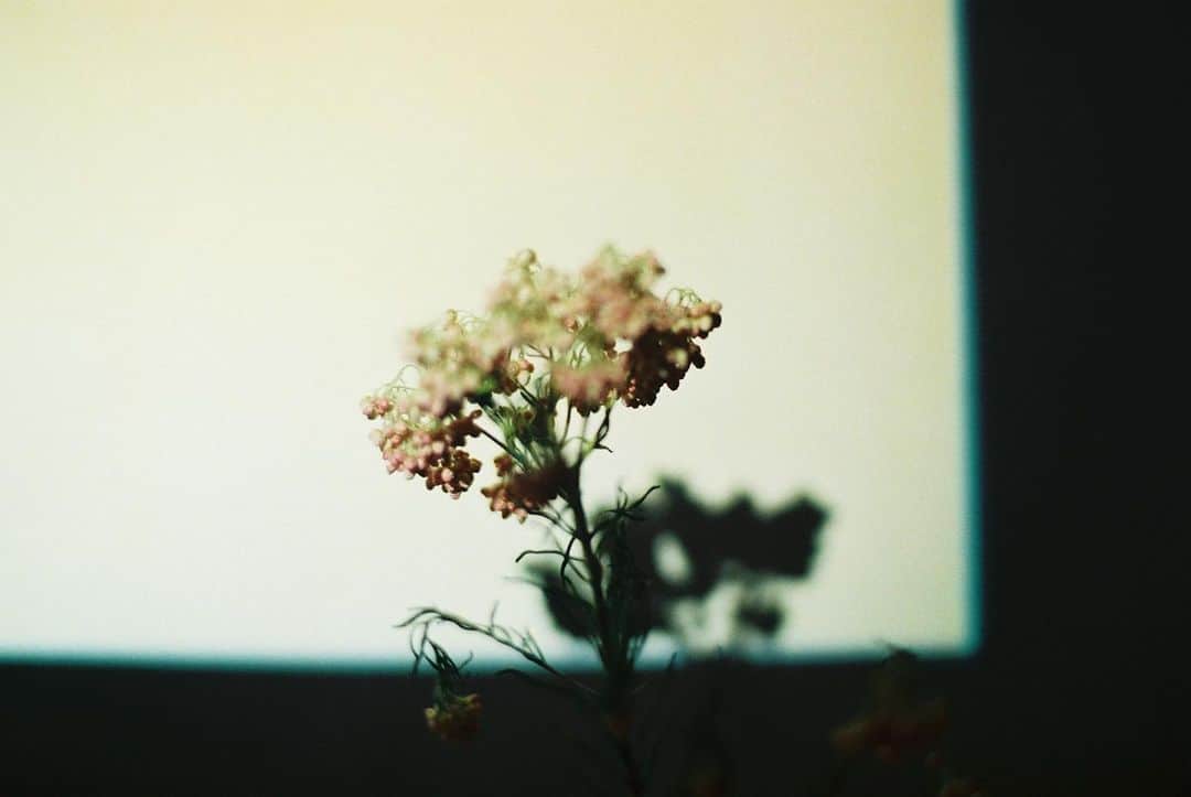 のインスタグラム：「真夜中の映画館にて。永遠と邪魔をする、何だっけかこの花は。ドライにしてやった。今でも邪魔をする。 #film ん?#film うん。#midnight#cinema #filmphotography」