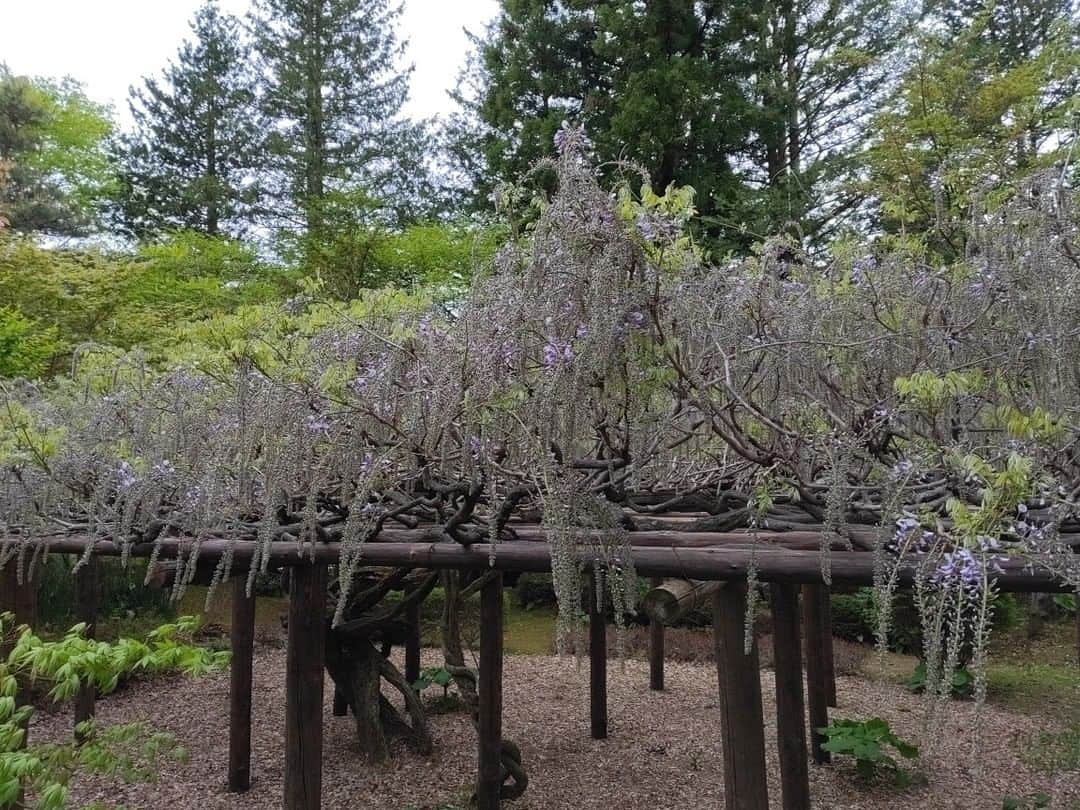 上林ホテル仙壽閣のインスタグラム：「「藤の花成長日記」　紫の花が咲き始めたようです！満開の藤棚が楽しみになります。本日の上林は、寒いくらいです🍃風も出てきたので、雨になるのかな…」