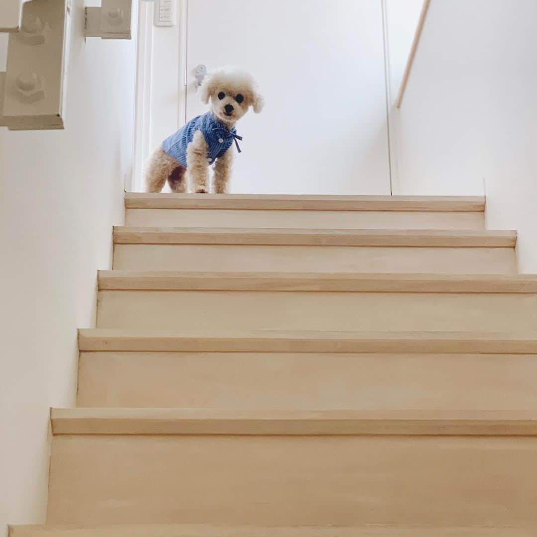mizuのインスタグラム：「町内会から戻ったらお出迎えしてくれてるー•ᴥ•」