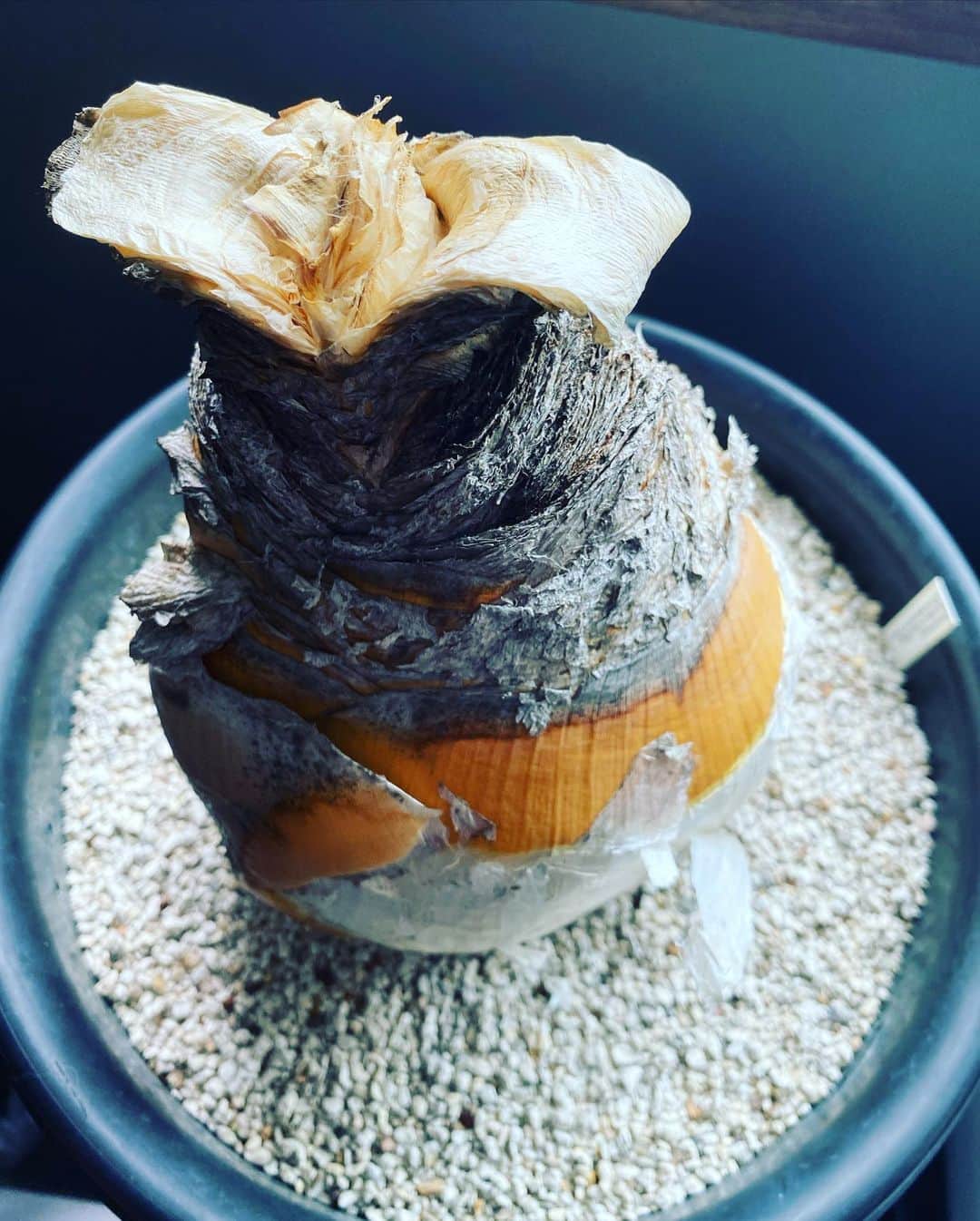 森泉さんのインスタグラム写真 - (森泉Instagram)「ブーファンっていう植物がきた。今はこんなかんじ...大きいタマネギみたい🧅秋ごろ葉っぱがでてくるらしい...でることを祈ろう😅 #ブーファン #boophane」5月8日 13時25分 - izumi.mori