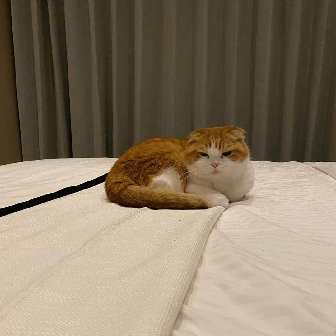 Nana _The Scottish Foldのインスタグラム：「Not happy with the light being turned on 😬 집사 자꾸 자는데 불킨다옹 . . #고양이 #猫 #ねこ #スコ #cat #cats #catstagram #catsofinstagram #instagramcats #instacat #bestmeow #catoftheday #catsofworld #catsloversworld #catsofday #냥스타그램 #또앙 #귀여워 #냥이 #caturday #gatos #cats_of_instagram #ilovemycat #catselfie #kittensofinstagram #kittens #catsdaily #kucing #고양이집사 #고양이스타그램」