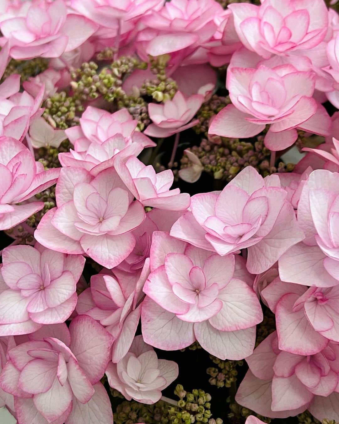 駒田奈美さんのインスタグラム写真 - (駒田奈美Instagram)「・ ・ ・ 『母の日』 ・ ・ 今日は母の日ですね♪ ・ ・ 両家の母に 日頃の感謝の気持ちを込めて ピンクの紫陽花を届けてきました❤︎ ・ ・ 帰宅後、家族から 向日葵とカーネーションの花束を✨ ・ ・ 家族にとって私のイメージは 「黄色い向日葵」みたい… ・ ・ やっぱり お花をもらうって嬉しいものですね〜 ・ ・ ありがとう❤︎ ・ ・ ・ #駒田奈美#モデル#アラフィフ#美魔女#母の日#紫陽花#向日葵#カーネーション#黄色#ピンク#嬉しい#感謝#感謝の気持ち」5月8日 17時33分 - nami.komada