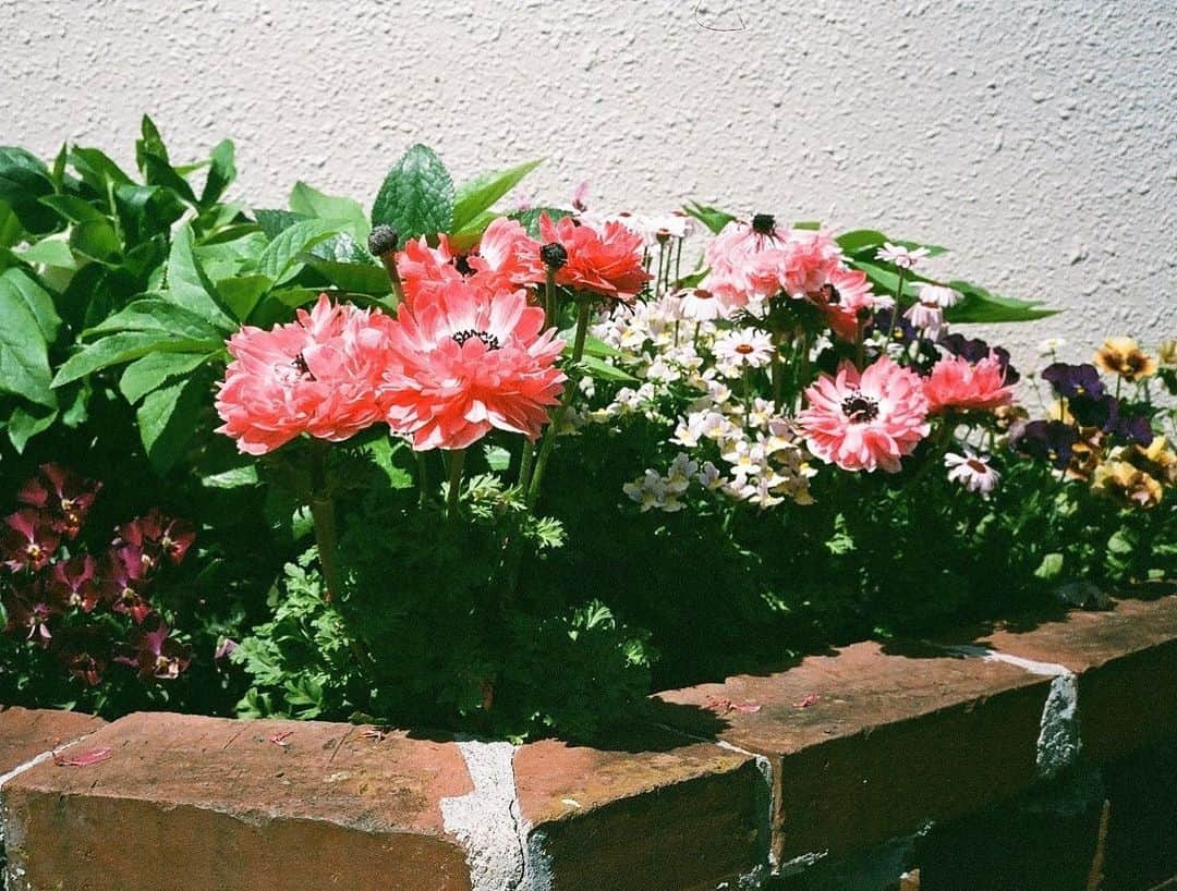 森田望智のインスタグラム：「My mother's flowerbed🌷 #happymothersday」