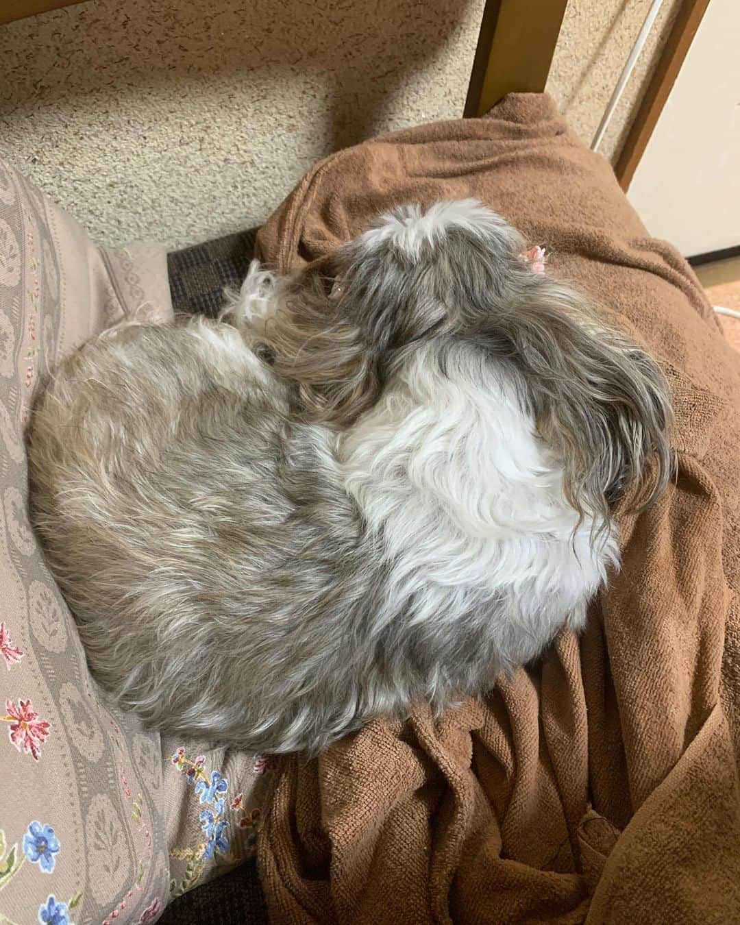 難波暉のインスタグラム：「①らん団子 ②黒団子(うる)  @ulu_no_kurashi  #トイプードル #シーズー #犬」