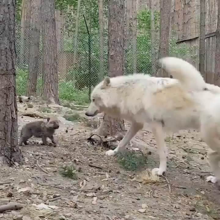 WildLifeのインスタグラム：「Tag Someone that needs to see this 💥 - Follow @wildlifepage for more!  - - Credits : @kirillpotapov  - - #wolf #wolfdogsofinstagram #wolfdogsofig #wolfdog #wolfhunter #teenwolf #wolflover #wolflove #wolfdogcommunity #wolfmix #wolfrun #wolfdogofinstagram #wolfgrey #blackwolf #wolves #wolvesofinstagram #wolves🐺 #wolvesonly #wolvesfanworld #wolvesup #explore .」