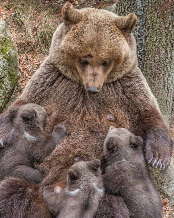Bearsのインスタグラム：「No language can express the power, beauty, heroism and majesty of a mother's love. 💗  #happymothersday #mothersday  📸 Credits to the respective owners. Please let me know if you took one of these photos.」