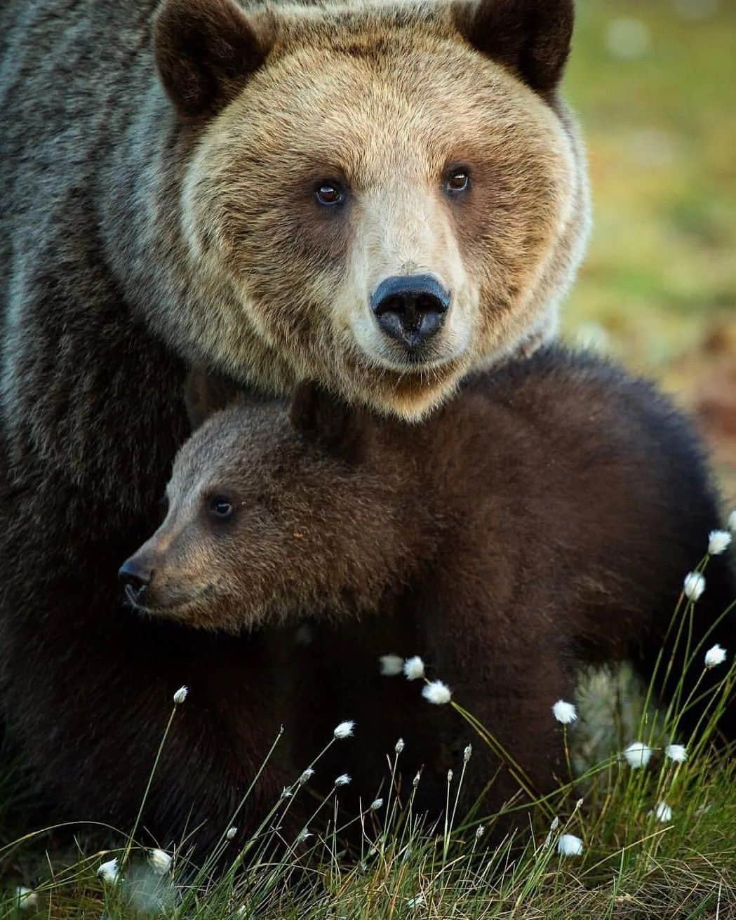 Bearsさんのインスタグラム写真 - (BearsInstagram)「No language can express the power, beauty, heroism and majesty of a mother's love. 💗  #happymothersday #mothersday  📸 Credits to the respective owners. Please let me know if you took one of these photos.」5月9日 6時36分 - belovedbears