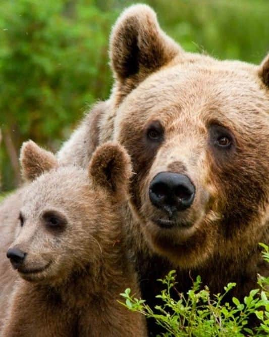 Bearsさんのインスタグラム写真 - (BearsInstagram)「No language can express the power, beauty, heroism and majesty of a mother's love. 💗  #happymothersday #mothersday  📸 Credits to the respective owners. Please let me know if you took one of these photos.」5月9日 6時36分 - belovedbears