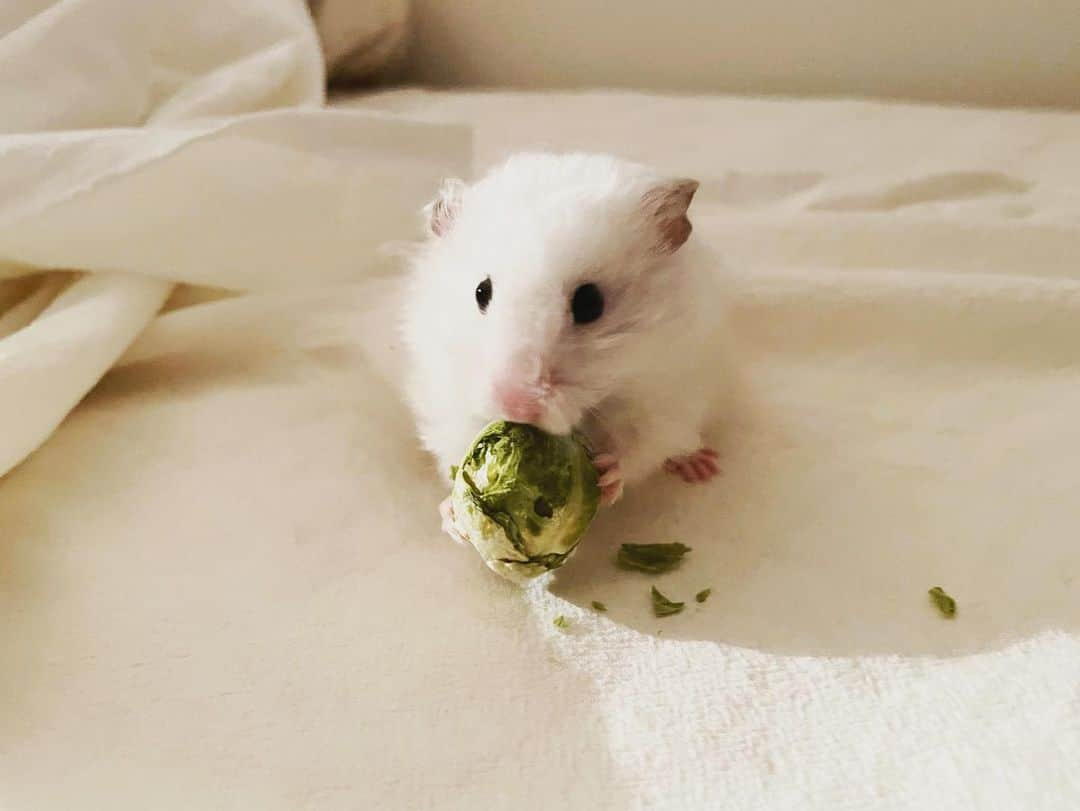 山内芹那さんのインスタグラム写真 - (山内芹那Instagram)「夜食はキャベツ🥬  #ハムスター#はむすたぐらむ #はむすたーのいる暮らし #はむすたー好きな人と繋がりたい #長毛ハムスター#はむ」5月9日 14時31分 - yamauchiserina