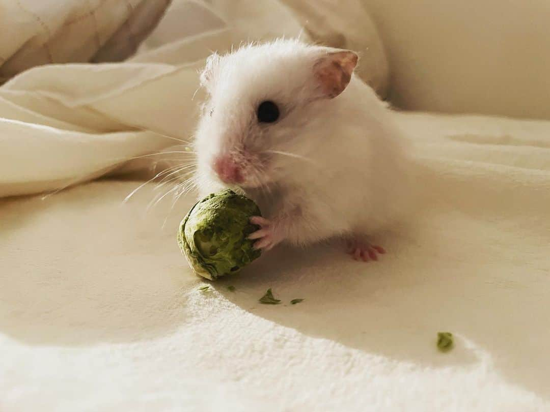 山内芹那さんのインスタグラム写真 - (山内芹那Instagram)「夜食はキャベツ🥬  #ハムスター#はむすたぐらむ #はむすたーのいる暮らし #はむすたー好きな人と繋がりたい #長毛ハムスター#はむ」5月9日 14時31分 - yamauchiserina