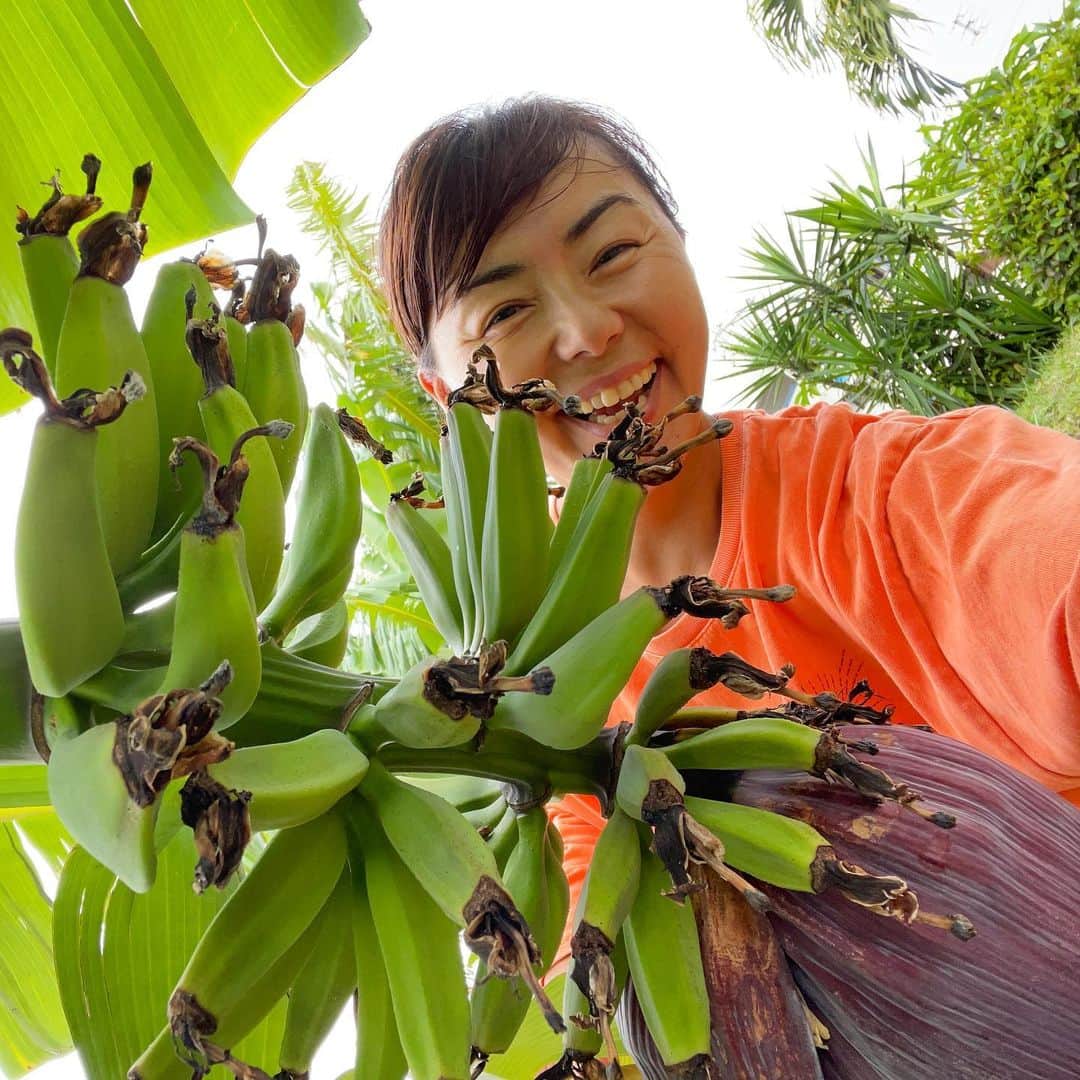 田中律子さんのインスタグラム写真 - (田中律子Instagram)「バナナ🍌がわんさか実ってます🍌 今年もめっちゃ豊作🍌🍌🍌土に牛肥の肥料をあげて、大きくなるように育てます🍌🍌🍌  お願いだから、台風はまだ来ないでね🙏収穫してからでお願い🙌 あー、早く食べたい💛  #okinawa  #okinawalife  #beachlife  #garden  #banana  #organic  #海のある生活」5月9日 10時34分 - ri2kotanaka