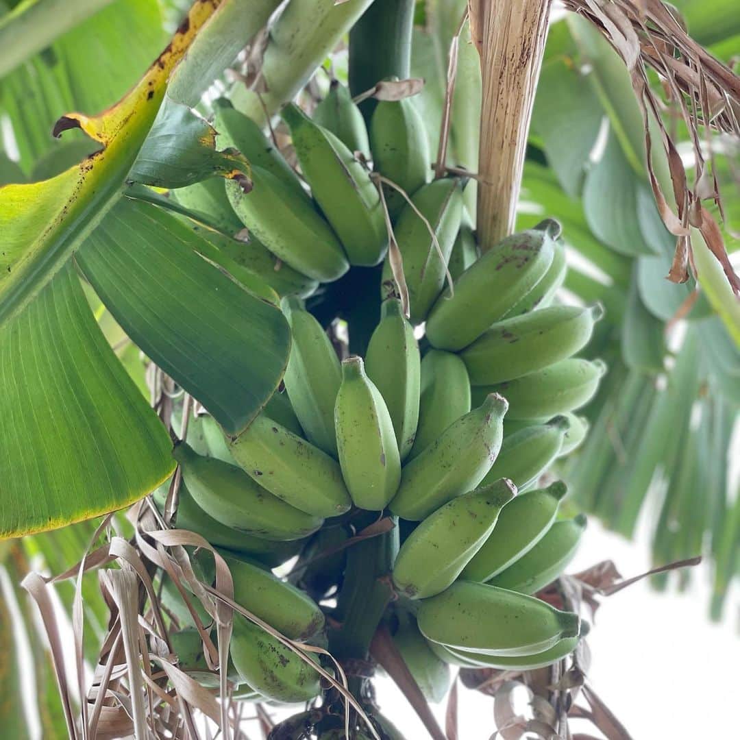 田中律子さんのインスタグラム写真 - (田中律子Instagram)「バナナ🍌がわんさか実ってます🍌 今年もめっちゃ豊作🍌🍌🍌土に牛肥の肥料をあげて、大きくなるように育てます🍌🍌🍌  お願いだから、台風はまだ来ないでね🙏収穫してからでお願い🙌 あー、早く食べたい💛  #okinawa  #okinawalife  #beachlife  #garden  #banana  #organic  #海のある生活」5月9日 10時34分 - ri2kotanaka