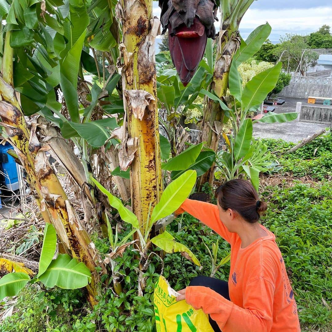 田中律子さんのインスタグラム写真 - (田中律子Instagram)「バナナ🍌がわんさか実ってます🍌 今年もめっちゃ豊作🍌🍌🍌土に牛肥の肥料をあげて、大きくなるように育てます🍌🍌🍌  お願いだから、台風はまだ来ないでね🙏収穫してからでお願い🙌 あー、早く食べたい💛  #okinawa  #okinawalife  #beachlife  #garden  #banana  #organic  #海のある生活」5月9日 10時34分 - ri2kotanaka