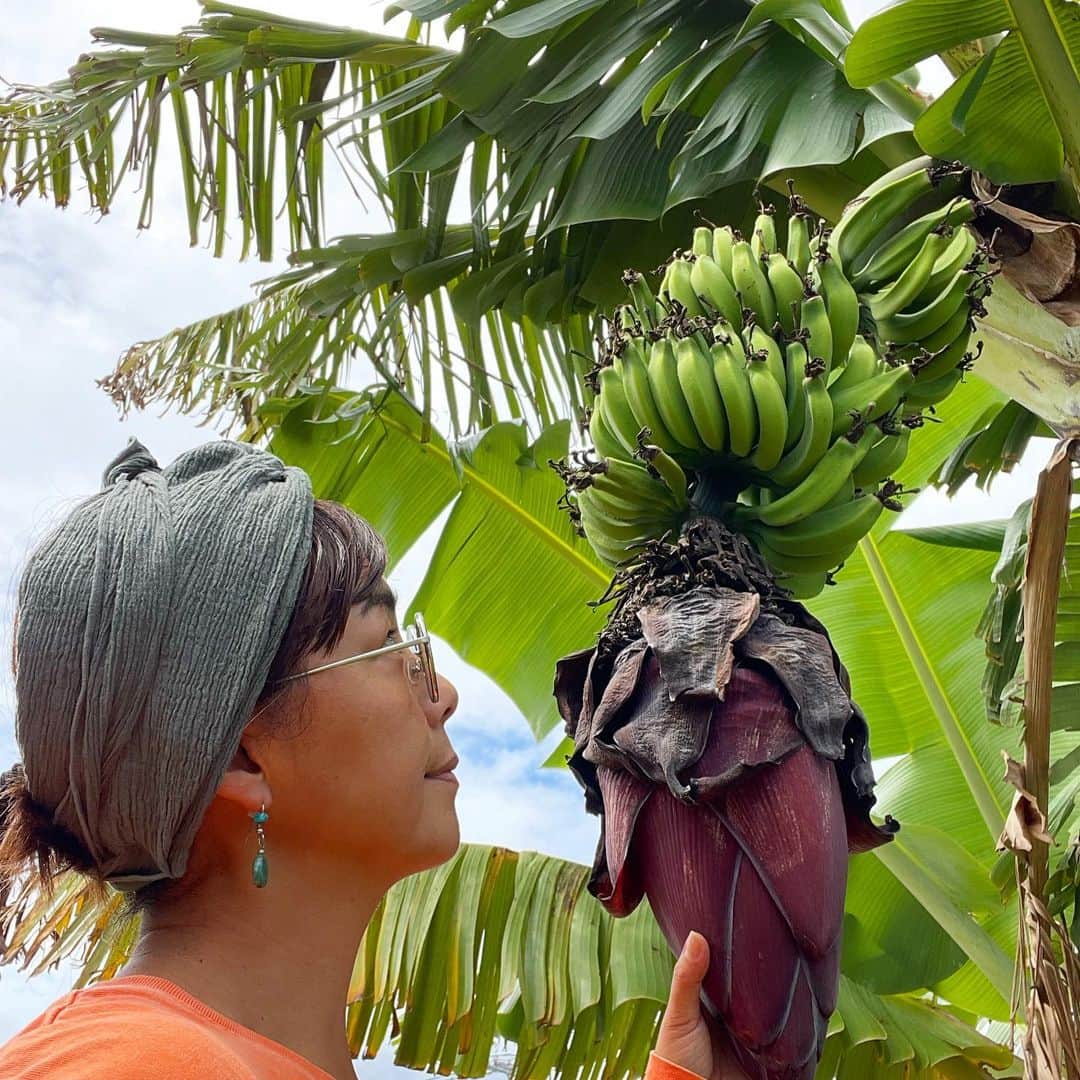 のインスタグラム：「バナナ🍌がわんさか実ってます🍌 今年もめっちゃ豊作🍌🍌🍌土に牛肥の肥料をあげて、大きくなるように育てます🍌🍌🍌  お願いだから、台風はまだ来ないでね🙏収穫してからでお願い🙌 あー、早く食べたい💛  #okinawa  #okinawalife  #beachlife  #garden  #banana  #organic  #海のある生活」
