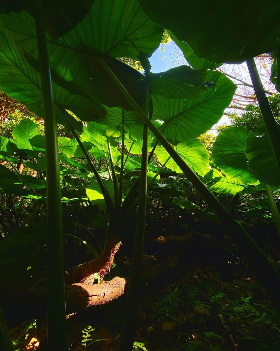 杉村友規のインスタグラム：「葉っぱたちが大きくて小トトロの氣持ちになれる場所。🌱  #国頭村 #やんばる #大石林山」