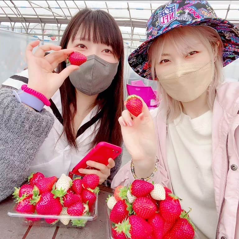 佐咲紗花のインスタグラム：「. 念願のいちご狩り🍓🍓🍓  種類がめちゃくちゃ多くて 20種くらい食べくらべ出来て とっても天国でした…👼  雨の中何回も往復して 毎回容器に山盛り持ってきて その山をぺろりとたいらげるのに、 また初めてみたいな顔して 山盛り苺を摘みに行く友達が可愛すぎた😂  次はさくらんぼ狩りかな…？🍒  #いちご狩り #相葉苺園 #ドライブデート #毎回始めてみたいな顔して #食べ放題」