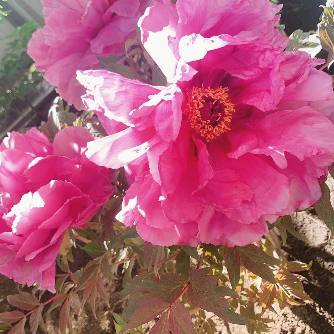 奥山レイカさんのインスタグラム写真 - (奥山レイカInstagram)「上野のぼたん苑 牡丹ってきちんとゆっくり見たのは初めてかな？ とっても大きな花で見ごたえがありました。 外で写真撮る時大抵晴れてるから合成に見える🥲  #ぼたん苑 #上野 #上野東照宮 #上野東照宮ぼたん苑 #牡丹 #はなすたぐらむ」5月9日 21時42分 - rks631