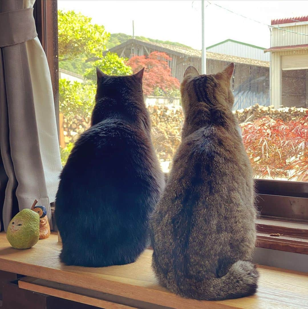 花房さくらさんのインスタグラム写真 - (花房さくらInstagram)「猫の後ろ姿の形が好きです。 たまたま隣にあった洋梨とフォルムが似ている…  #pearcat  #cat #sculpture #hanafusasakura」5月9日 22時08分 - sakura_hanafusa