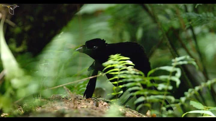 Tim Lamanのインスタグラム：「Vogelkop Superb Bird-of-Paradise display sequence.  Following up to the REEL I posted the other day, here is another edit of the Vogelkop Superb display, this time with sound from the field.  The display itself is pretty quiet, except for the unusual wing snaps.  At the end, you can hear the male’s call as he tries to lure the female back…. despite his performance, apparently she wasn’t that impressed.  Filmed in the Arfak Mountains of West Papua, Indonesia, where I documented the display of this species for the first time back in 2016. #SuperbBirdofParadise #birdofparadise #birds #birdphotography #papua #Indonesia」