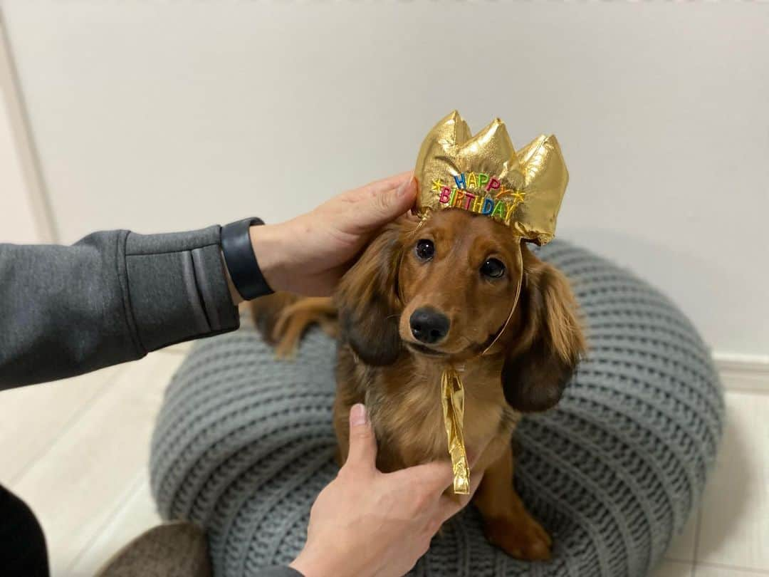 多嶋朝飛さんのインスタグラム写真 - (多嶋朝飛Instagram)「うちのめいちゃん🐶🐾 1歳なりました👏（昨日だけど笑）  暴れん坊で悪さしてよく喧嘩するけど、いつも笑いと癒しをありがとうね💮  とりあえず今は温かいです🐶🐶ぴとっ （最後の写真が現在）  個人的に好きな写真は5.6枚目です。 5枚目🐶「何か相談でもあるかな？」 6枚目🐶「まぁ、そんなこともあるよね」  って聞こえない？笑」5月10日 10時22分 - tajimaasahi