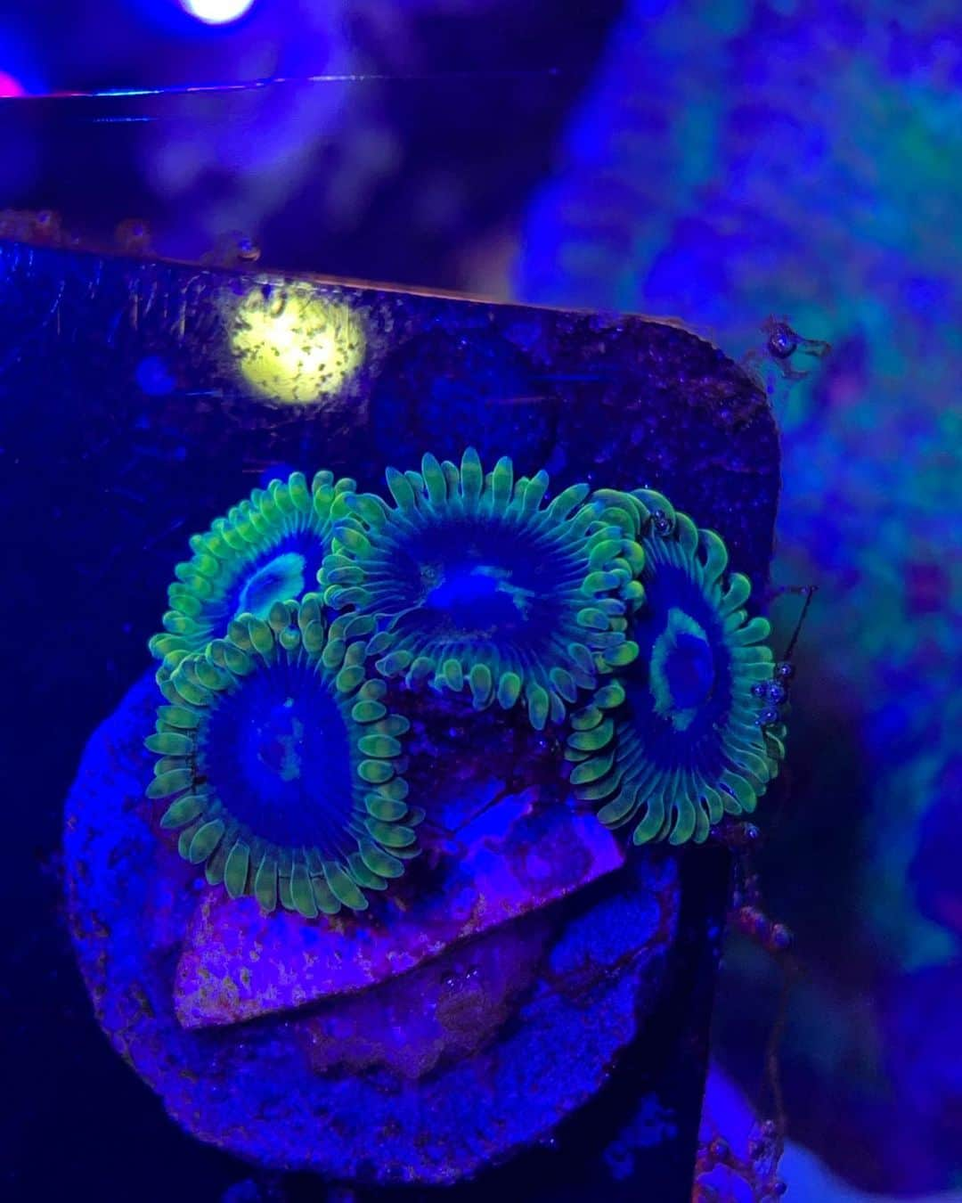 キーファー・ハベルさんのインスタグラム写真 - (キーファー・ハベルInstagram)「#macros #coralscloseup #polyp #cnidarian #reeftank #reefaquarium #reef2reef #waterbox #reefbreeders #fluval #brightwellaquatics #twolittlefishies」5月10日 9時34分 - chiefkeifofreef