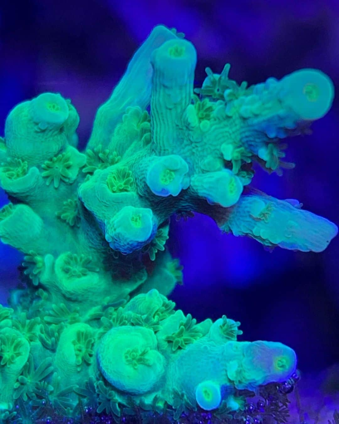 キーファー・ハベルのインスタグラム：「#macros #coralscloseup #polyp #cnidarian #reeftank #reefaquarium #reef2reef #waterbox #reefbreeders #fluval #brightwellaquatics #twolittlefishies」