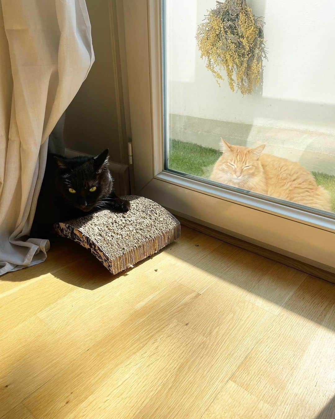 猫沢エミさんのインスタグラム写真 - (猫沢エミInstagram)「パリは本日初夏の香り。  靴下がいらない陽気。  どう？　湿度のないパリの軽い空気。  ふたりとも猫毛がサラサラして気持ちがいいね。  #猫沢家の猫兄弟　#ピガ兄　#ユピ坊 #猫沢組の渡仏物語  #猫パリ　#猫沢エミのインターナショナル五十路ライフシフト  #猫沢エミリーパリへ行く」5月10日 3時13分 - necozawaemi